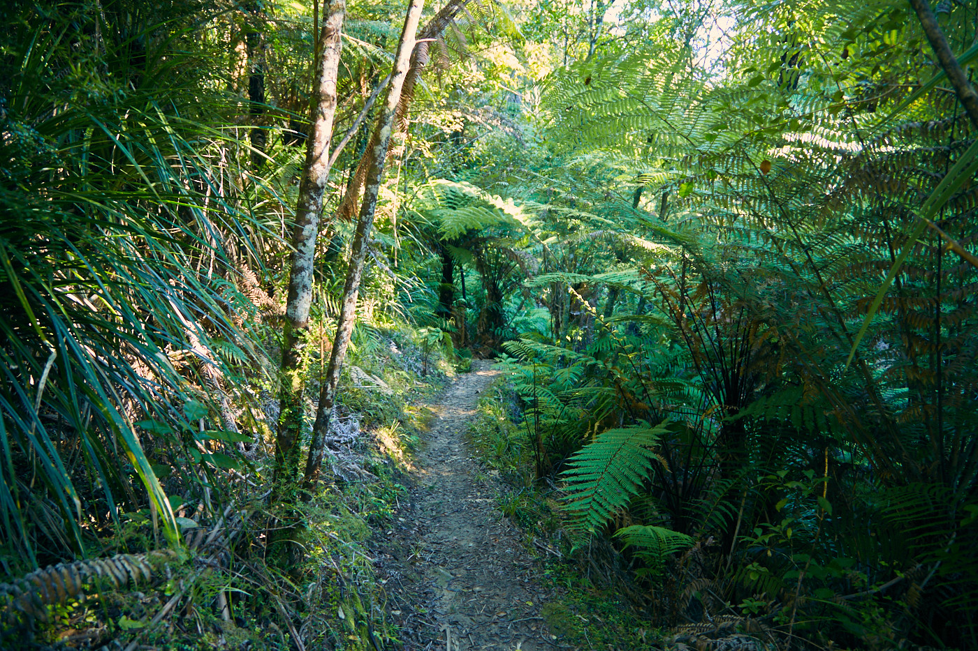 Wandern im Abel Tasman Nationalpark auf dem Coastal Track durch dichten neuseeländischen Regenwald