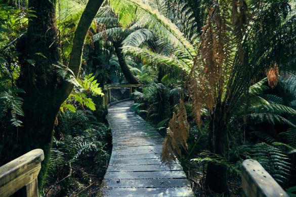 Great Otway, National Park, Weg, Pfad, Rundweg, Maits Rest Forest Walk, Palmen, Regenwald, rainforest, dicht, wunderschoen, kurz, Spaziergang