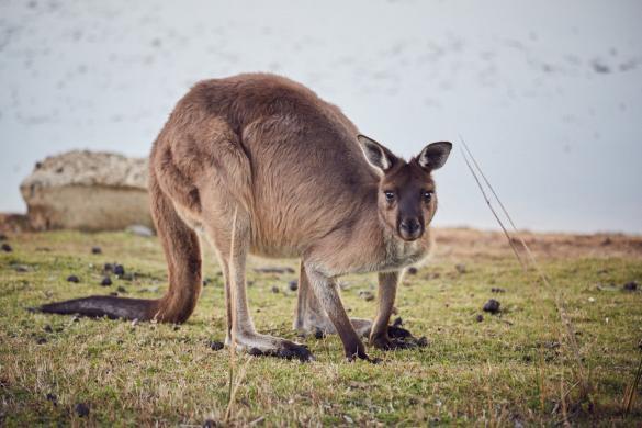 Kangaroo, big, gross, in natuerlicher Umgebung, Kangaroo Island