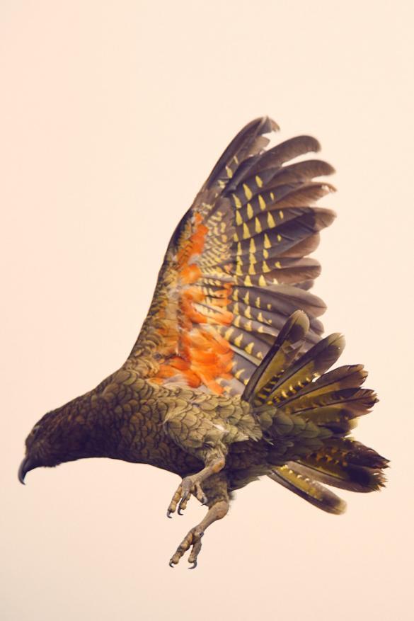 Kea, Papagei, Flug, fliegen, Flügelschlag, Milford Sound, Neuseeland, New Zealand, farbiges Gefieder, Flügel