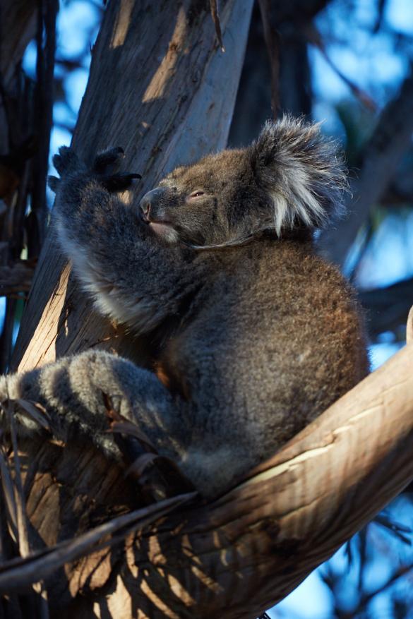 Koala, Koalabär, Koalabaer, Kangaroo Island, wach, awake, in tree, auf Baum, suess, süß, in der Natur, in nature, natürliche Umgebung, natuerliche Umgebung, Miles and Shores, Reiseblog, Travelblog, travel pictures, Reisefotos,