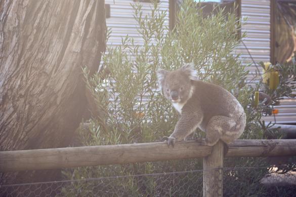 Koala, Koalabaer, Koalabär, on tour, unterwegs, wach, wechselt Baum, Miles and Shores, awake, Travelblog, Reiseblog, Reiseplanung, Koalas, Kangaroo Island