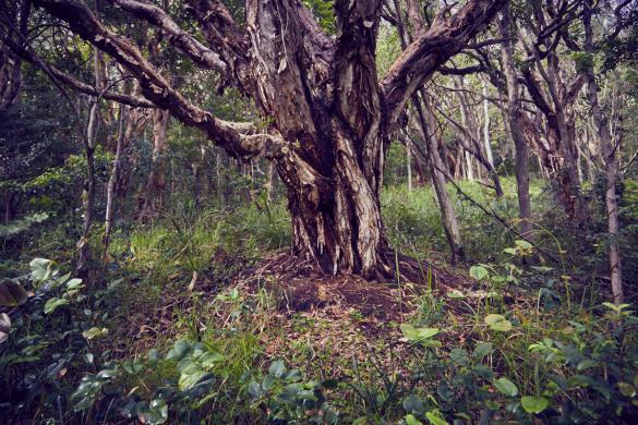 Baum, tree, Hat Head, Nationalpark, National Park, forest, island