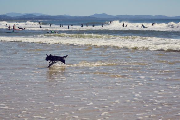 Byron Bay, Australien, Wellen, Hund, Surfer, Reisetipps, reisen, Travelblog, travelblogger