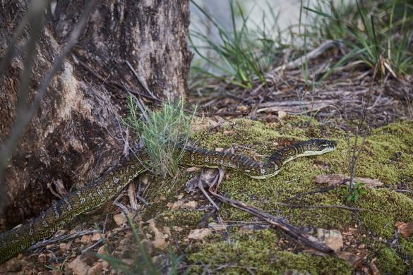 Carpet Python, snake, Schlange, Diamond Python, Australien, Australia, Roadtrip, Wanderweg, wandern, Wild Oxley Rivers, National Park, Nationalpark, Rautenpython, welche Schlangen gibt es in Australien