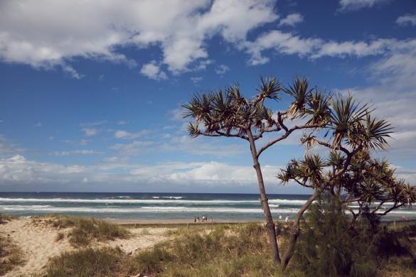 Gold Coast, Strand, Baum, Pflanze, sunny day, sonniger Tag, Urlaub, reisen, Osterferien, Party, Australien, Australia