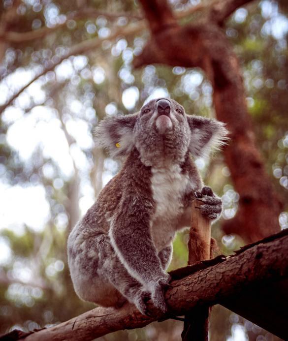Koala, Australien, Koalabär, Hospital, klettern