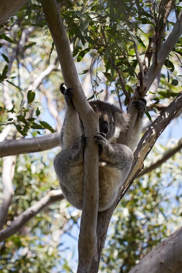 Koala, Koalabaum, schlafend, schlafen, Eukalyptusbaum, 18 stunden taeglich, Raymond Island, Koala track