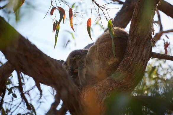 Koala, joey, baby, bear, Raymond Island, Koala track, Roadtrip, Australia, Australien, Miles and Shores