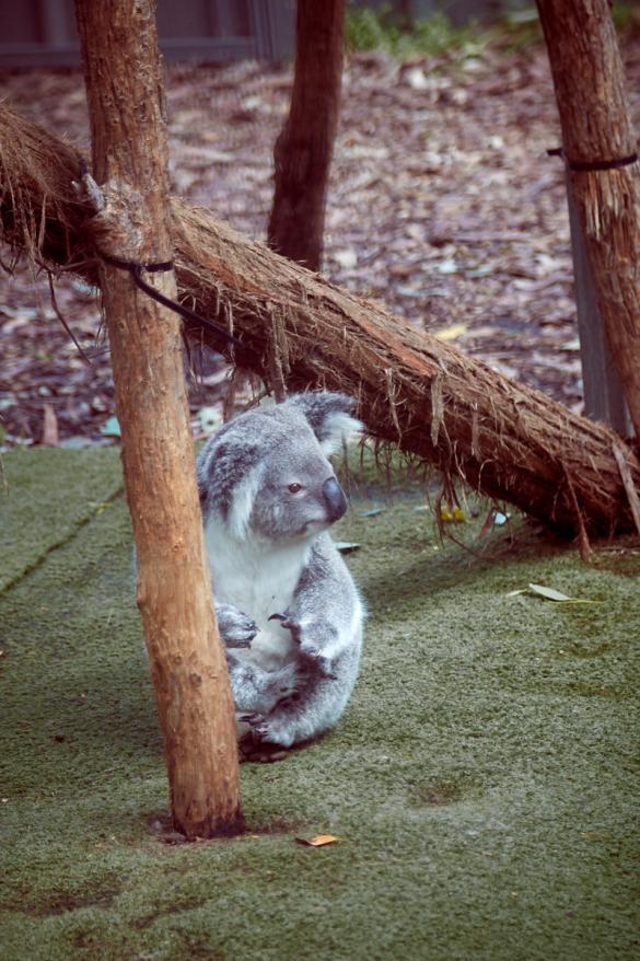 Koala, kann nicht klettern, krank, Hospital, Port Macquarie, spenden, helfen, adoptieren, Feueropfer, Brandopfer, Buschbrand