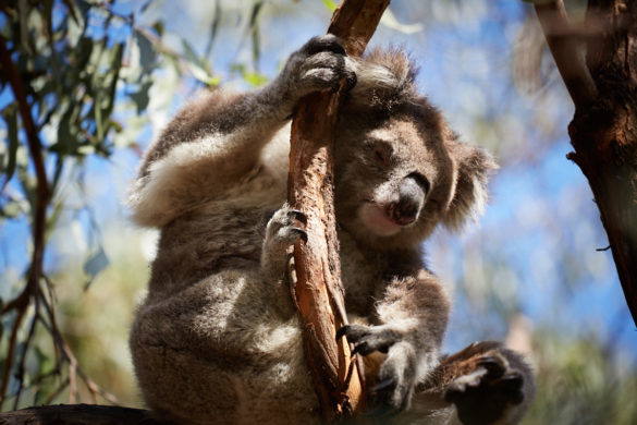 Koala, schläft, schlaeft, seelig, süß, suess, Eukalyptusbaum, Koala Trail, Miles and Shores, Reiseblog, Blog, Raymond Island