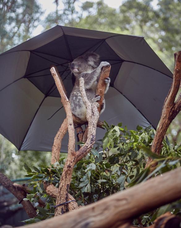 Koala, unter, Sonnenschirm, Regenschirm, süß, Koalabär, Hospital, Port Macquarie