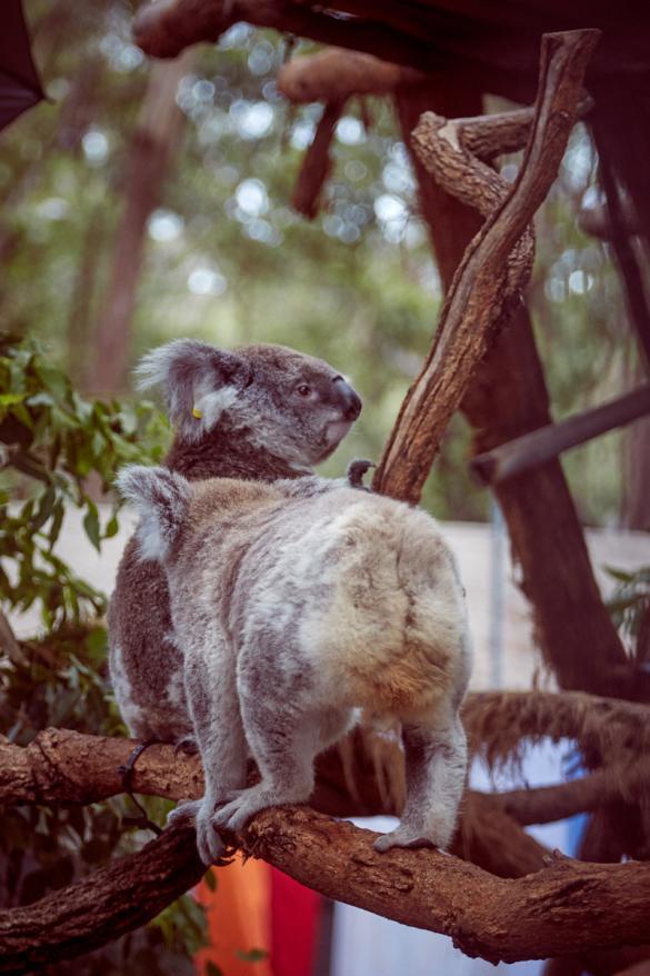 Port Macquarie, Koala Hospital, Koalas, Gehege, Australien, Urlaub, Reise, reisen, anschauen