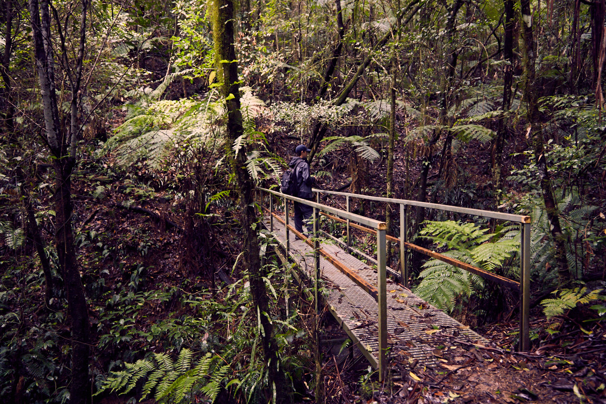 Ronnie, Brücke, bridge, Barrington Tops, National Park, Wanderung, backpacking, hiking, raining, rainforest, Urwald, Regenwald