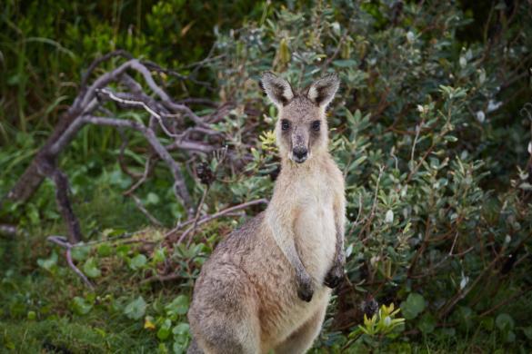 Wallaby, Hat Head, Nationalpark, süß, gesichtet, gesehen