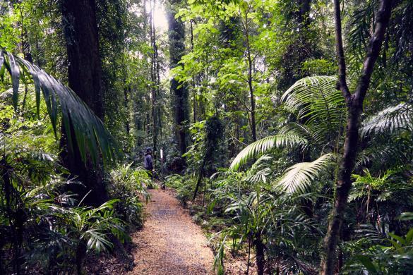 Dorrigo National Park, Australia, Australien, Roadtrip, Womba Walk, Regenwald, Ronnie, Weg, Wanderweg, zwei Stunden, Wald, Waldweg, wandern