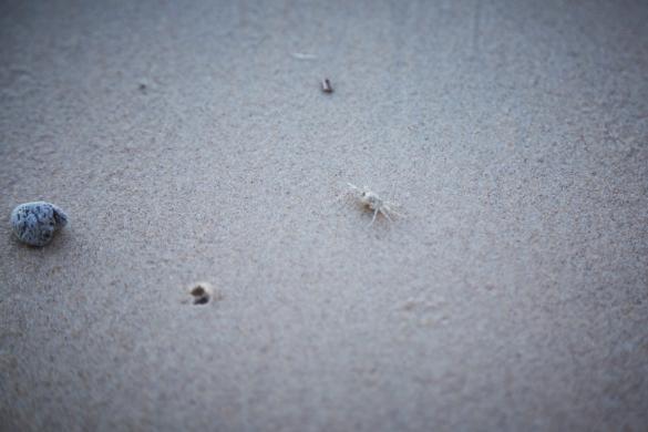 Krebs, Krabbe, weiß, weiss, Hat Head, Nationalpark, National Park, Strand, Sand, beach