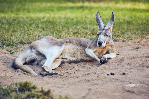 Roadtrip, Australien, Kangaroo, Känguru, Australia Zoo, Australien, spend a day in, ein Tag im, chill, sun, sunny day, gemütlich