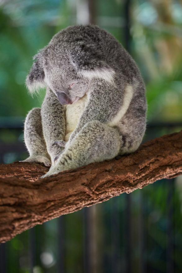 Miles and Shores, Reiseblog, travelblog, roadtrip,Koala, sleepy, Koalabär, schlafend, nickerchen, müde, dozing, tired, cute, süss, Australia Zoo, where to find, where to see,