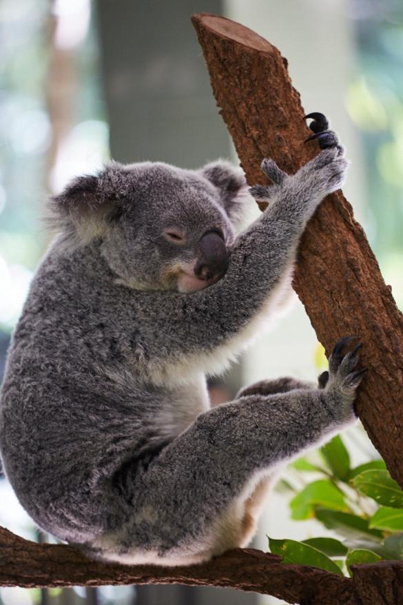 happy, Koalabär, koala, smiling, chilling, holding,