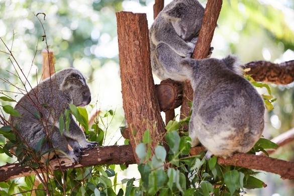 Koalas, Koalabären, Australia Zoo, Koalas, lots of, where to see, what to do, things to do in, Queensland, Australia, Steve Irwin