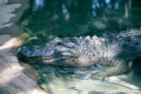 Krokodil, crocodile, Australia Zoo, Queensland, Steve Irwin, salty,