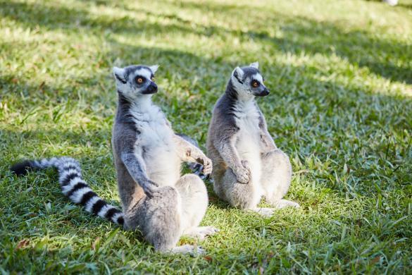 Lemuren, Lemures, island, Australia Zoo, Australien, sonnen, Miles and Shores, Reiseblog, blogger, sonnig,