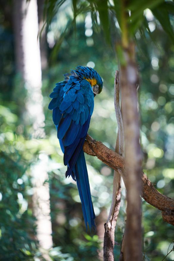 Papagei, blau, azur, Australia Zoo, Australien, Queensland, things to do, things to see, beautiful day, spend a day in,