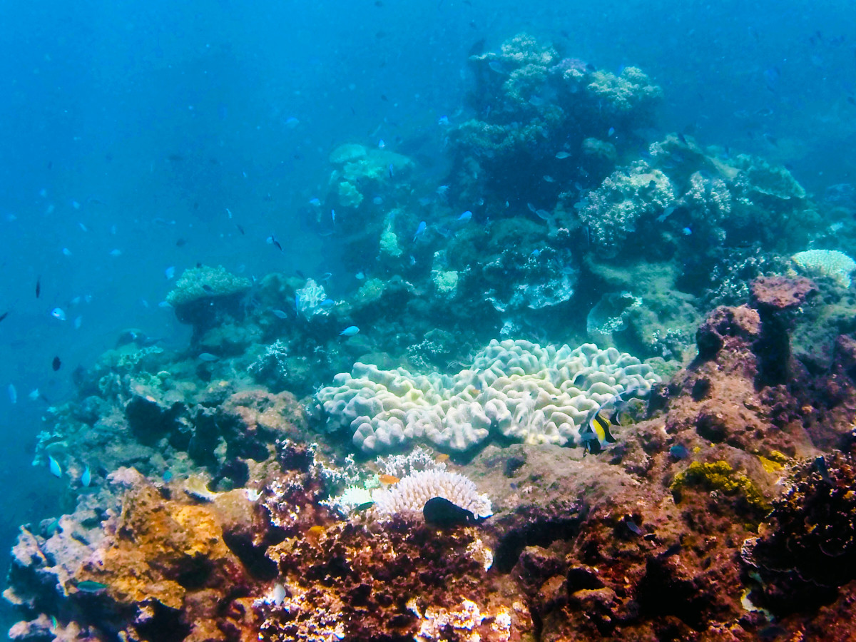 Great Barrier Reef, schnorcheln, tauchen, Ausflug, Riff, bunt, fische, Erfahrungsbericht, Erfahrung, Schnorchelausflug, Details