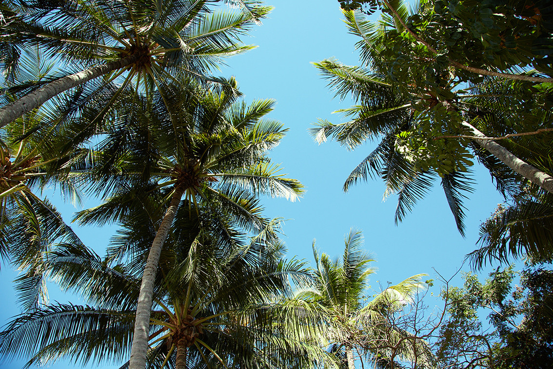 Palm Cove, Cairns, Australien, Roadtrip, Miles and Shores, Reiseblog, Reiseblogger, Palmen, Paradies