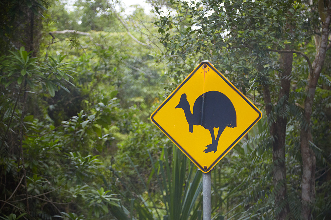 daintree, reiseblog, roadtrip, australien, milesandshores, cape tribulation, daintree rainforest, watch out for cassowary, achtung cassowary