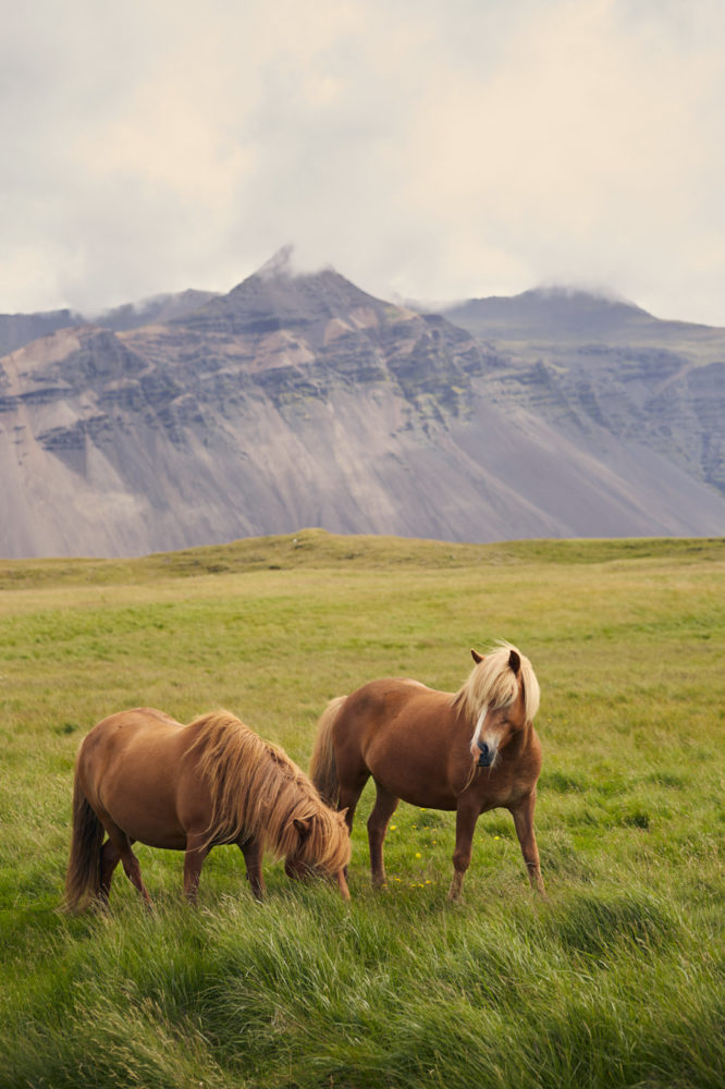 Islandpferd, icelandic horse, iceland pony, islandpony, weide, wild, free, beautiful, wunderschlön, 2 pferde, 2 horses, two, brown, braun, Miles and Shores, Travelblog, Reiseblogger