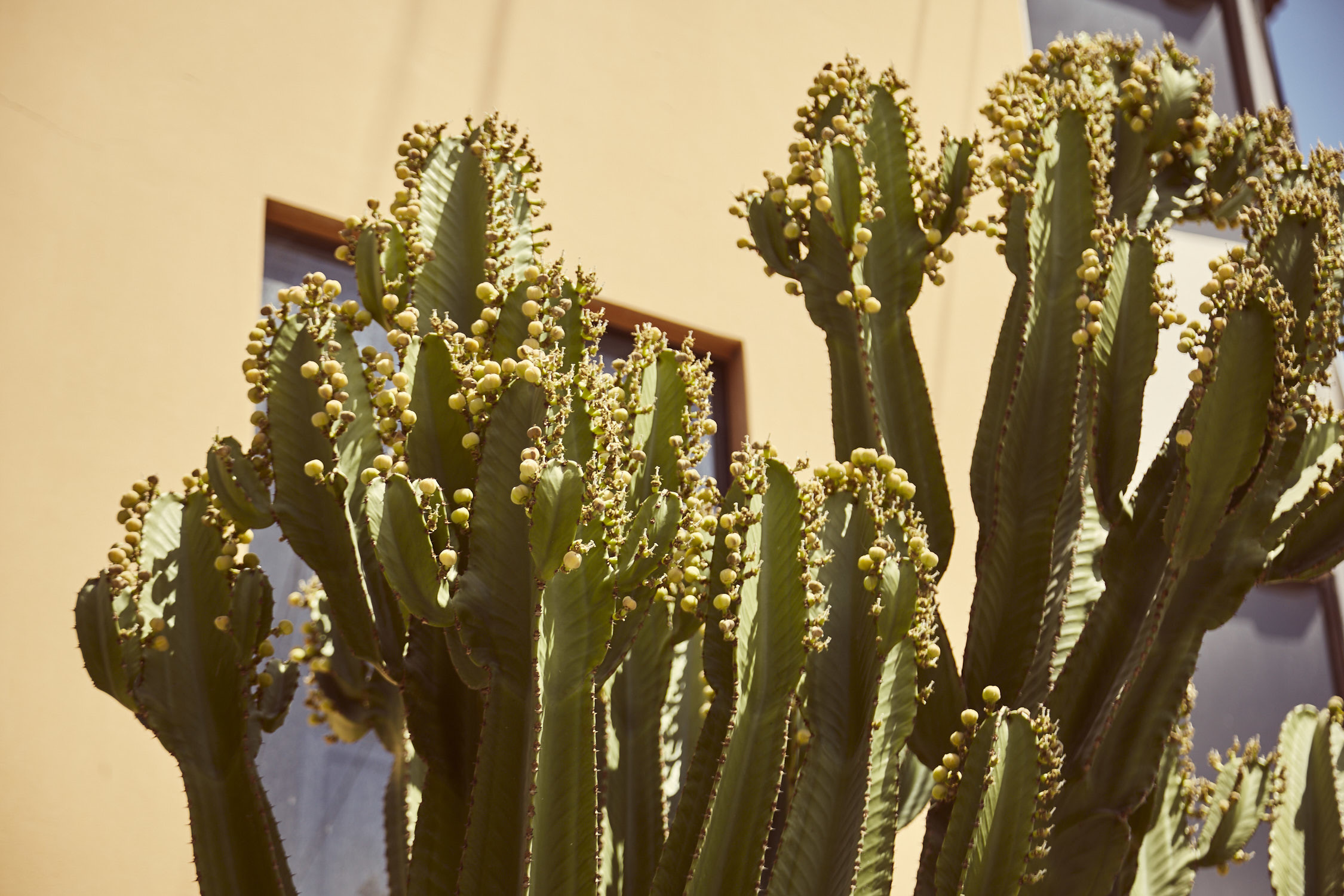 Blühender Kaktus gesehen in Arequipa