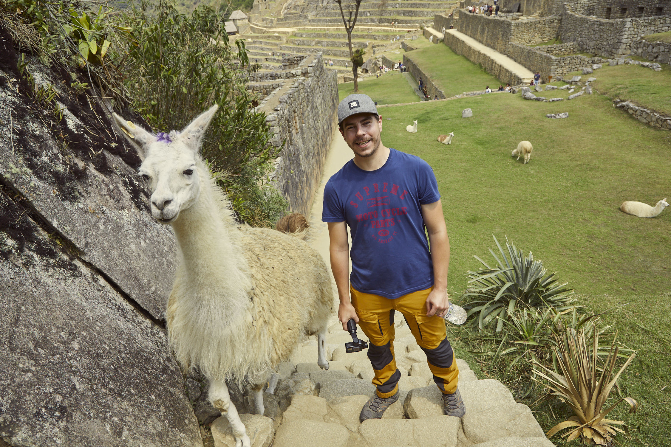 Foto Nummer 2 von unseren 6 lustigen Tierfotos, Eine witzige Begegnung mit einem Lama in Peru. Als Ronnie sich gerade umgedreht hatte; lief dieses Lama direkt hinter ihm auf die Treppe. So kam er noch zu einem ganz natürlichen Foto mit einem Lama in Machu Picchu während unseres Peru Urlaubes