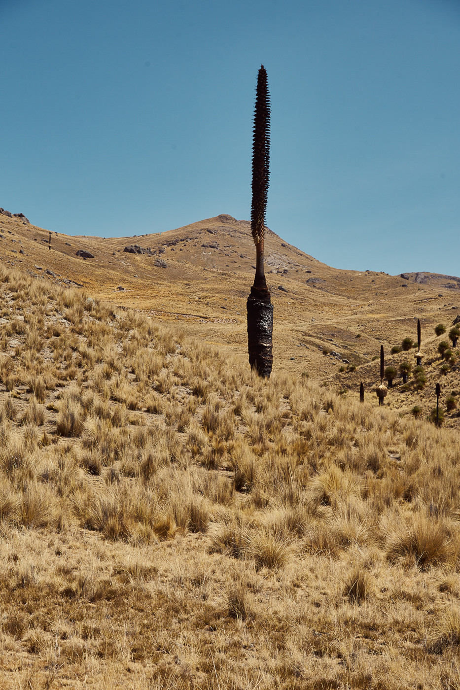 Die vom Aussterben bedrohnte Riesenbromelie Puya Raimondii gesehen auf unserer Autofahrt Richtung Cusco