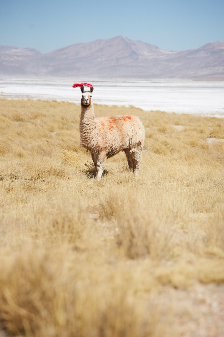 Lama mit Bommeln an den Ohren im Nationalpark Salinas y Aguada Blanca vor der Salzlagune